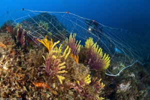 fishing nets on Paramuricea clavata (Costa Brava) by Mathieu Foulquié 